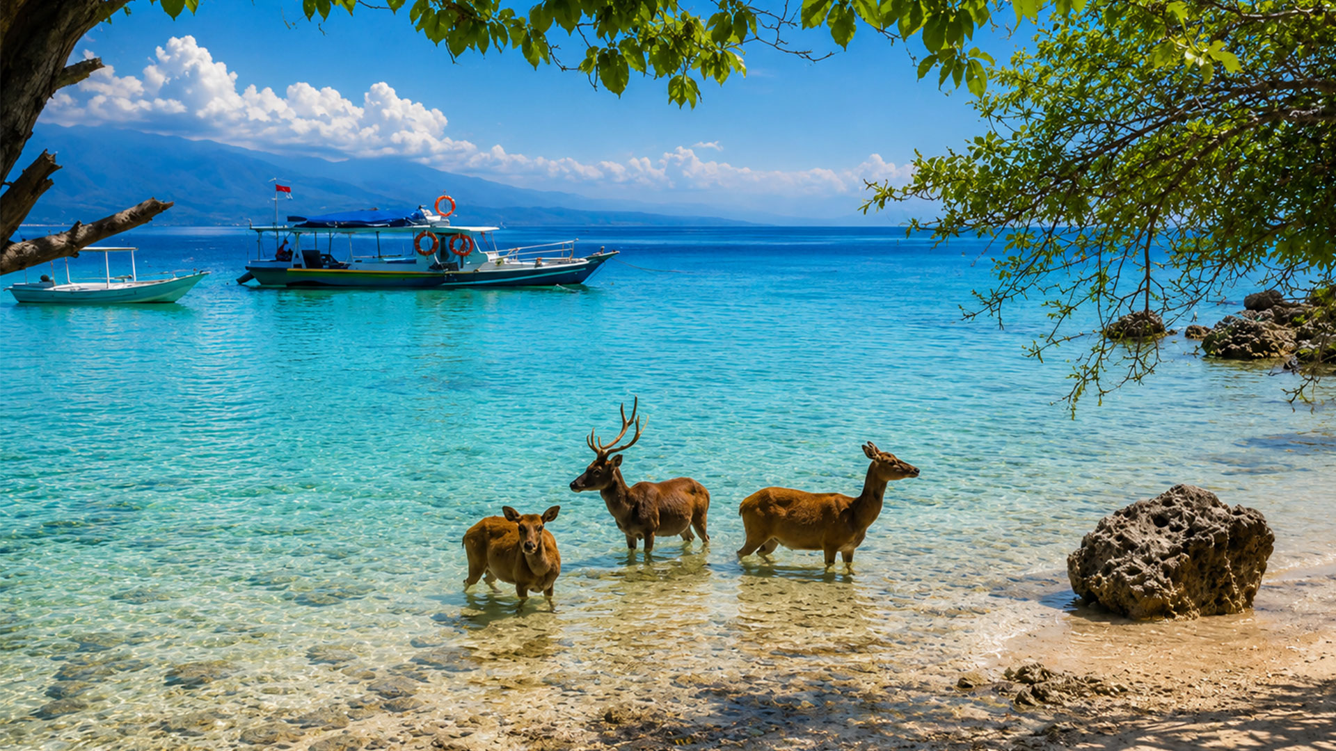 Menjangan Island
